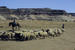 Herding sheep near Oljato AZ from Holiday flock. © Photo Courtesy of Lyle McNeal